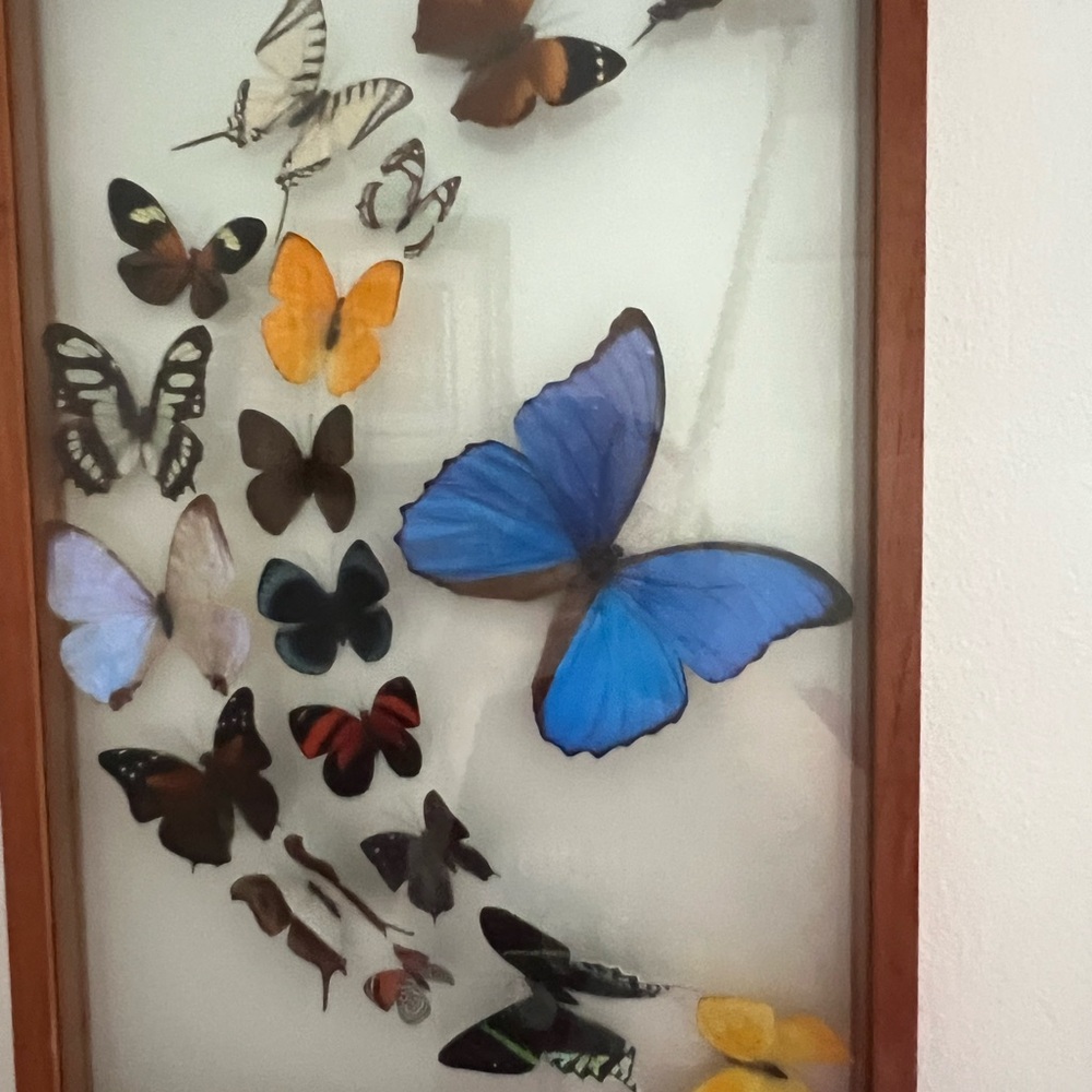 Framed Butterfly Collection with Blue and Orange Accents
